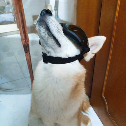 PassengerShop™ Dog Sunglasses